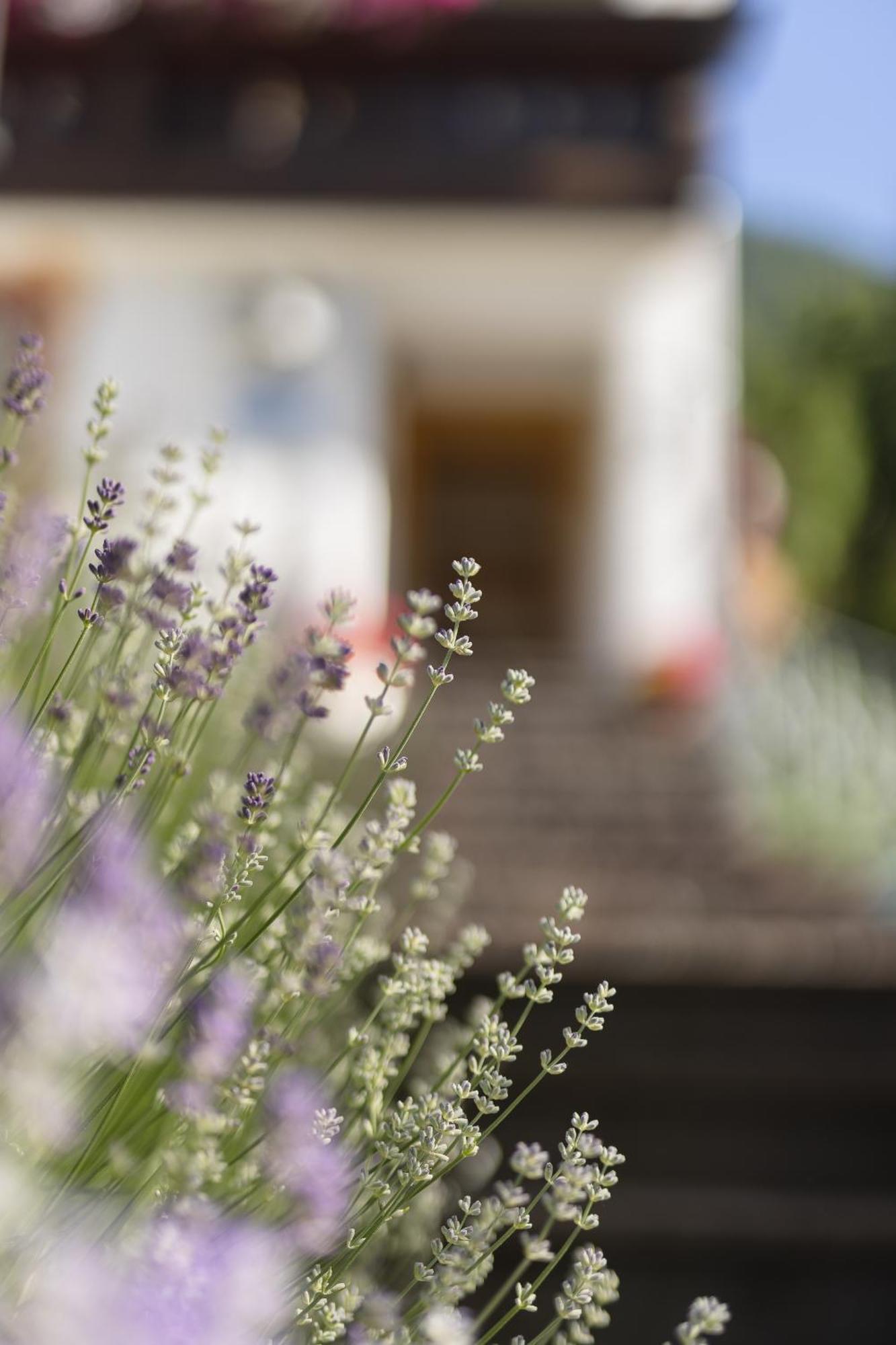 Pension Gulla - Ferienhaus Appartements B&B นอยชติฟ อิม ชตูไปทัล ภายนอก รูปภาพ